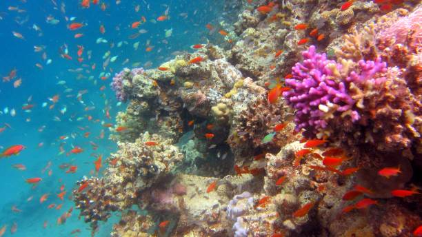 istock Colorful coral reef 1308931390