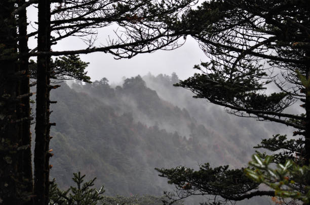 istock Pine trees branches and rows of ridges 1308931595
