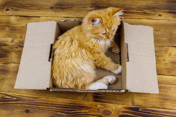 istock Ginger cat in cardboard box on wooden background 1308934003