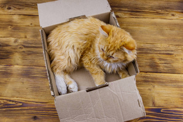 istock Ginger cat in cardboard box on wooden background 1308934004