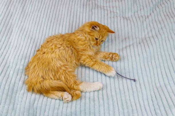 istock Ginger kitten playing with a mouse toy on a bed 1308934007