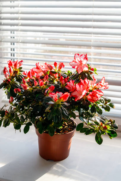 istock Blooming pink azalea in flower pot on windowsill 1308934018