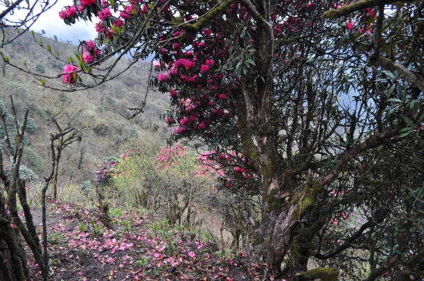 istock Virgin forest with bloomed red Rhododenron trees 1308935084