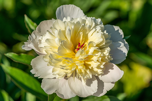 Detailed close up of a beautiful white peony flower in bright sunlight
