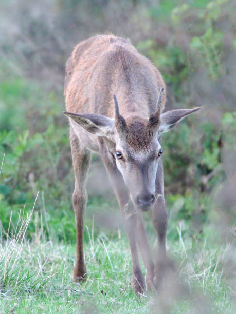 Young deer stock photo