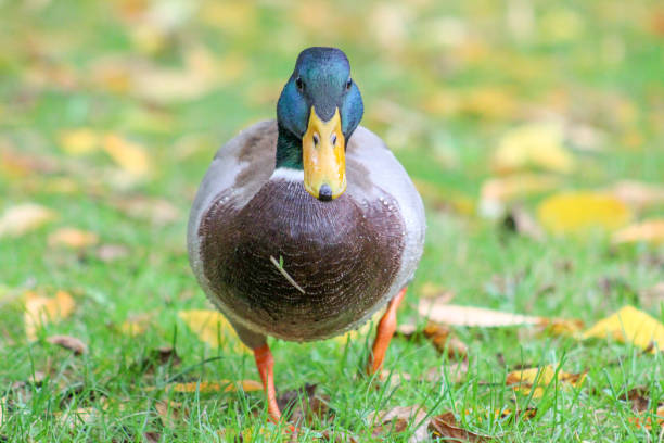Mallard duck in Châtellerault stock photo