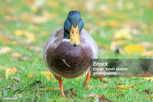 Mallard Duck In Châtellerault Stock Photo - Download Image Now - Animal, Animal Wildlife, Animals In The Wild
