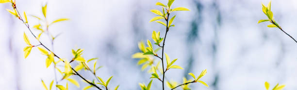 istock Panoramic spring scenery with green leaves on a sunny day 1308936970