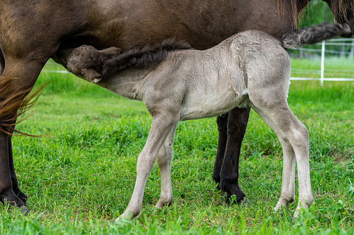 Close up of a one day old Icelandic horse foal, standing in a green pasture suckling on his mother for milk
