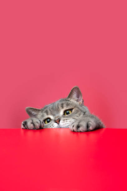 istock British shorthair cat on red desk 1308939962