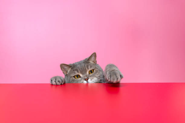 istock British shorthair cat on red desk 1308940590