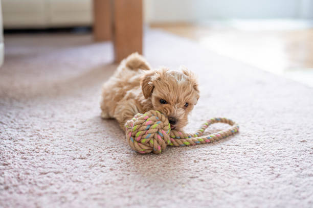 istock Cute little puppy playing with a toy 1308942872