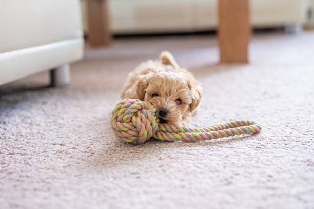 istock Cute little puppy playing with a toy 1308942892