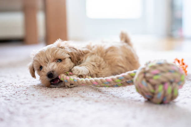 istock Cute little puppy playing with a toy 1308942966