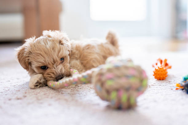 istock Cute little puppy playing with a toy 1308943005
