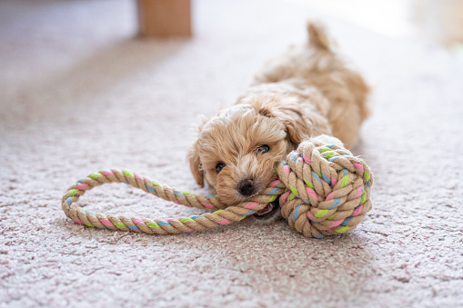 Cute little puppy playing with a puppy toy on the carpet in a living room.