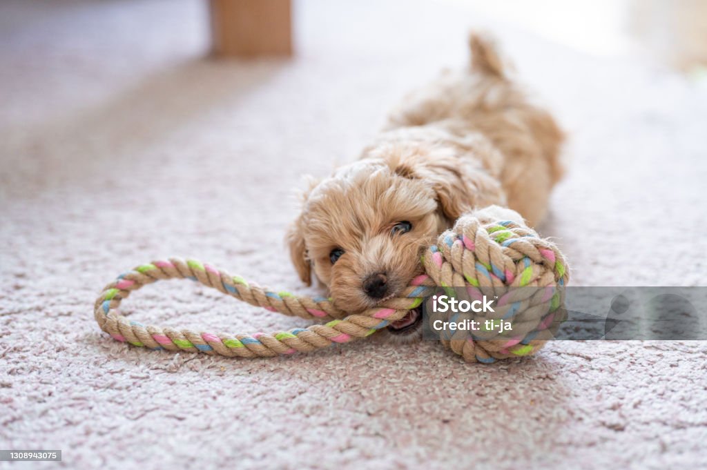 Cute little puppy playing with a toy Cute little puppy playing with a puppy toy on the carpet in a living room. Puppy Stock Photo