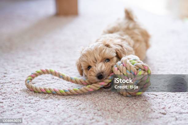Cute Little Puppy Playing With A Toy Stock Photo - Download Image Now - Puppy, Dog, Playful