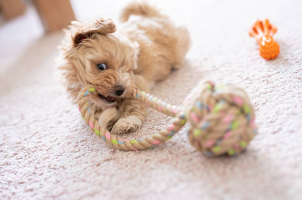 istock Cute little puppy playing with a toy 1308943085