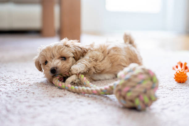 istock Cute little puppy playing with a toy 1308943109