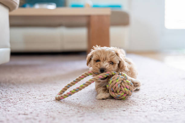 istock Cute little puppy playing with a toy 1308943125