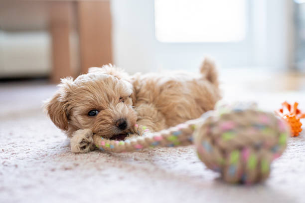 istock Cute little puppy playing with a toy 1308943633