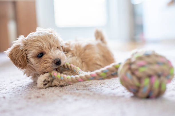 istock Cute little puppy playing with a toy 1308943634