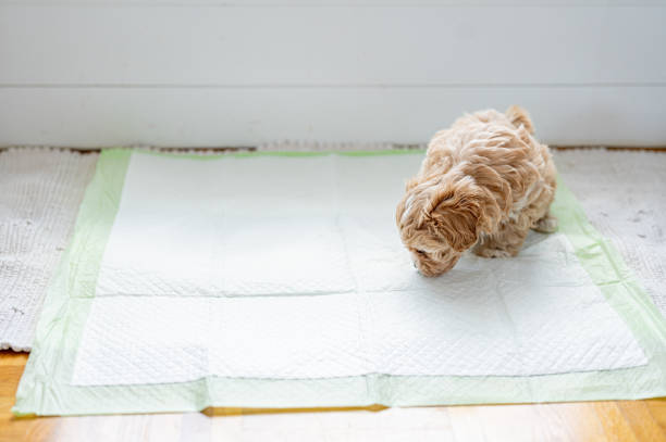 lindo perrito en la almohadilla higiénica para mascotas - orinar fotografías e imágenes de stock