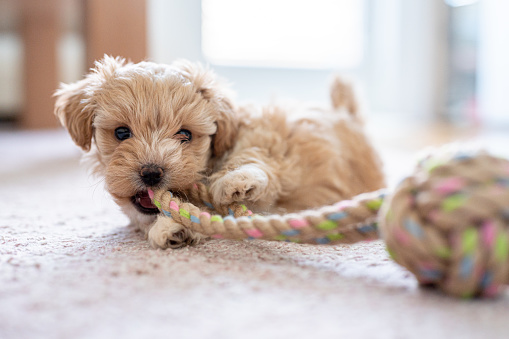 Cute little puppy playing with a puppy toy on the carpet in a living room.