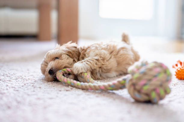 istock Cute little puppy playing with a toy 1308943700