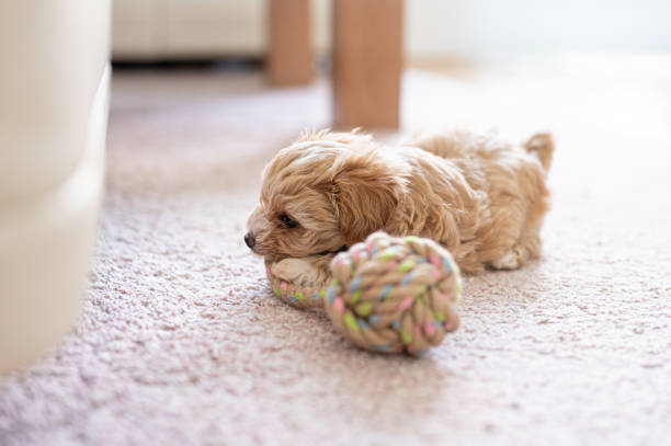 istock Cute little puppy playing with a toy 1308943721