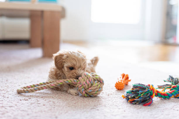 istock Cute little puppy playing with a toy 1308943728