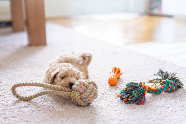 istock Cute little puppy playing with a toy 1308943735