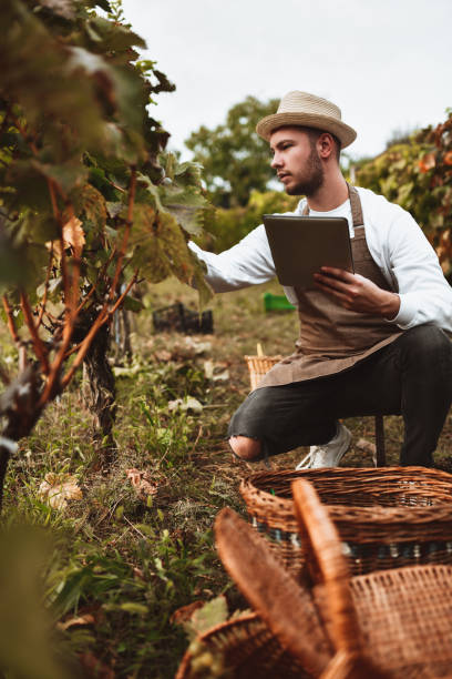 ブドウの健康と熟度をチェックする現代の農学者 - autumn harvesting stationary life ストックフォトと画像