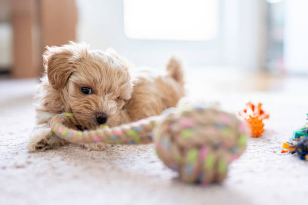 istock Cute little puppy playing with a toy 1308943755