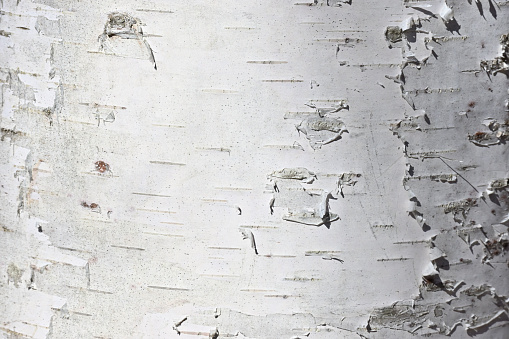 Bark of white birch (aka paper birch) tree in strong sunlight