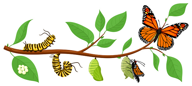 Butterfly life cycle. Cartoon caterpillar insects metamorphosis, eggs, larva, pupa, imago stages vector illustration. Insects wildlife transformation on tree branch with leaves. biological change