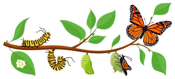Butterfly life cycle. Cartoon caterpillar insects metamorphosis, eggs, larva, pupa, imago stages vector illustration. Insects wildlife transformation Butterfly life cycle. Cartoon caterpillar insects metamorphosis, eggs, larva, pupa, imago stages vector illustration. Insects wildlife transformation on tree branch with leaves. biological change egg to caterpillar stock illustrations