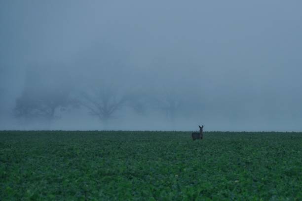 istock deer in field on foggy morning face frontal 1308946257