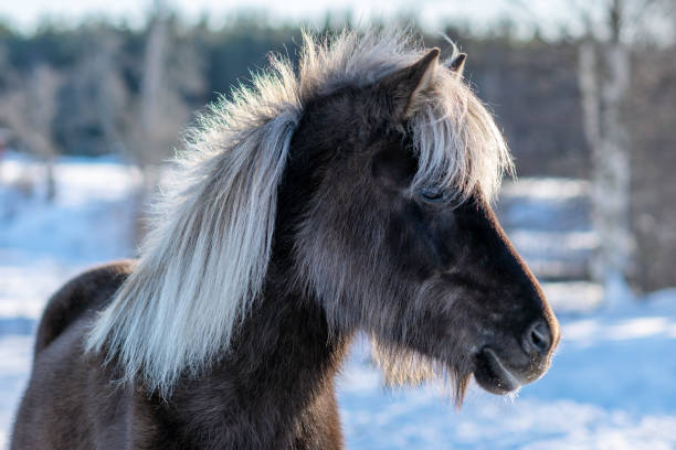 caballo islandés marrón oscuro con melena blanca - horse iceland winter snow fotografías e imágenes de stock