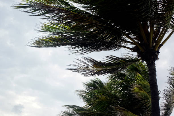 istock Tropical storm and palm trees leaf 1308947692