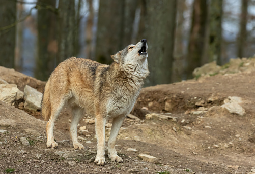 Strong male howling canadian timberwolf.