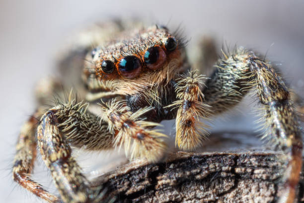 istock Surprising jumping spider posing in front of lens 1308948487