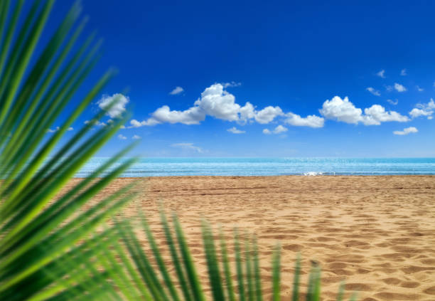 Green palm tree leaves over shiny blue sea water in Florida