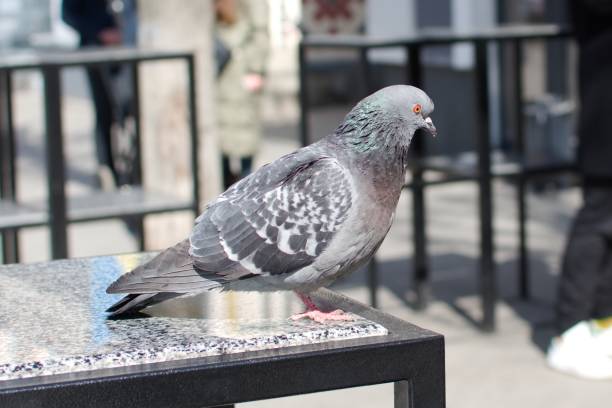 istock gray pigeon stands on the cafe table 1308949843
