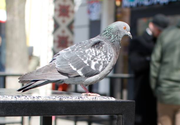 istock gray pigeon stands on the cafe table 1308949845