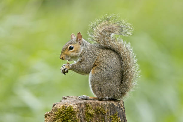 Grey Squirrel stock photo