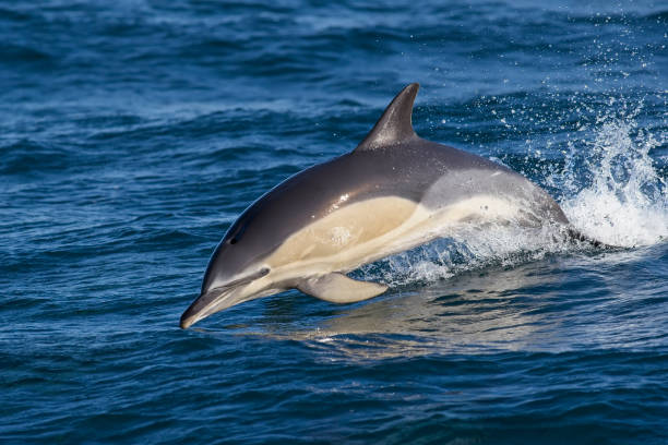 golfinho comum - dolphin jumping sea animal - fotografias e filmes do acervo