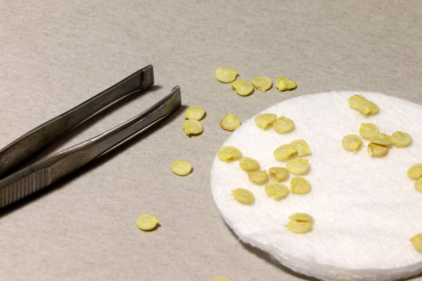 Forceps and seeds on a grey background. Seedling. Gardening. A hand holding forceps.