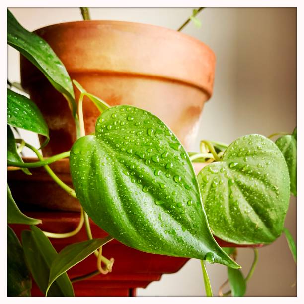 Philodendron leaves with water
